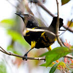Oriole de Cuba