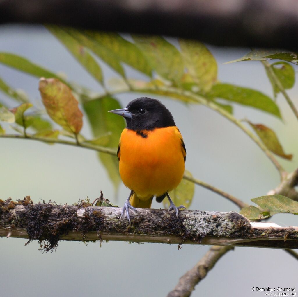 Baltimore Oriole male adult