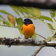 Baltimore Oriole