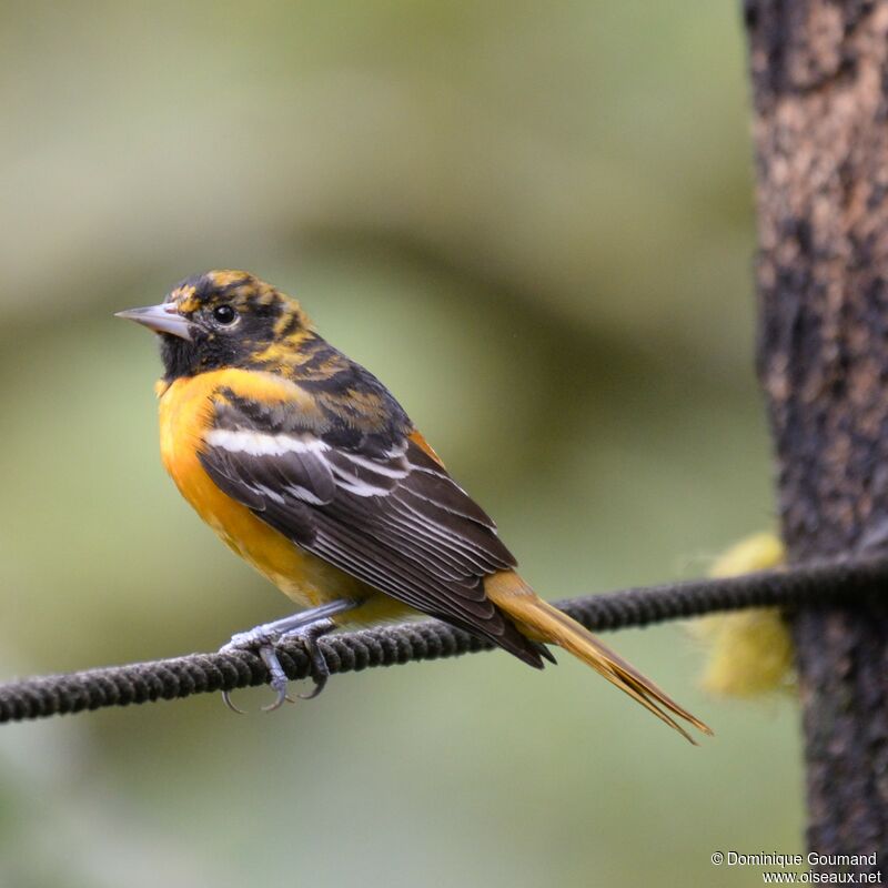 Baltimore Oriole male Second year