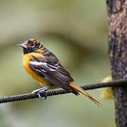 Baltimore Oriole