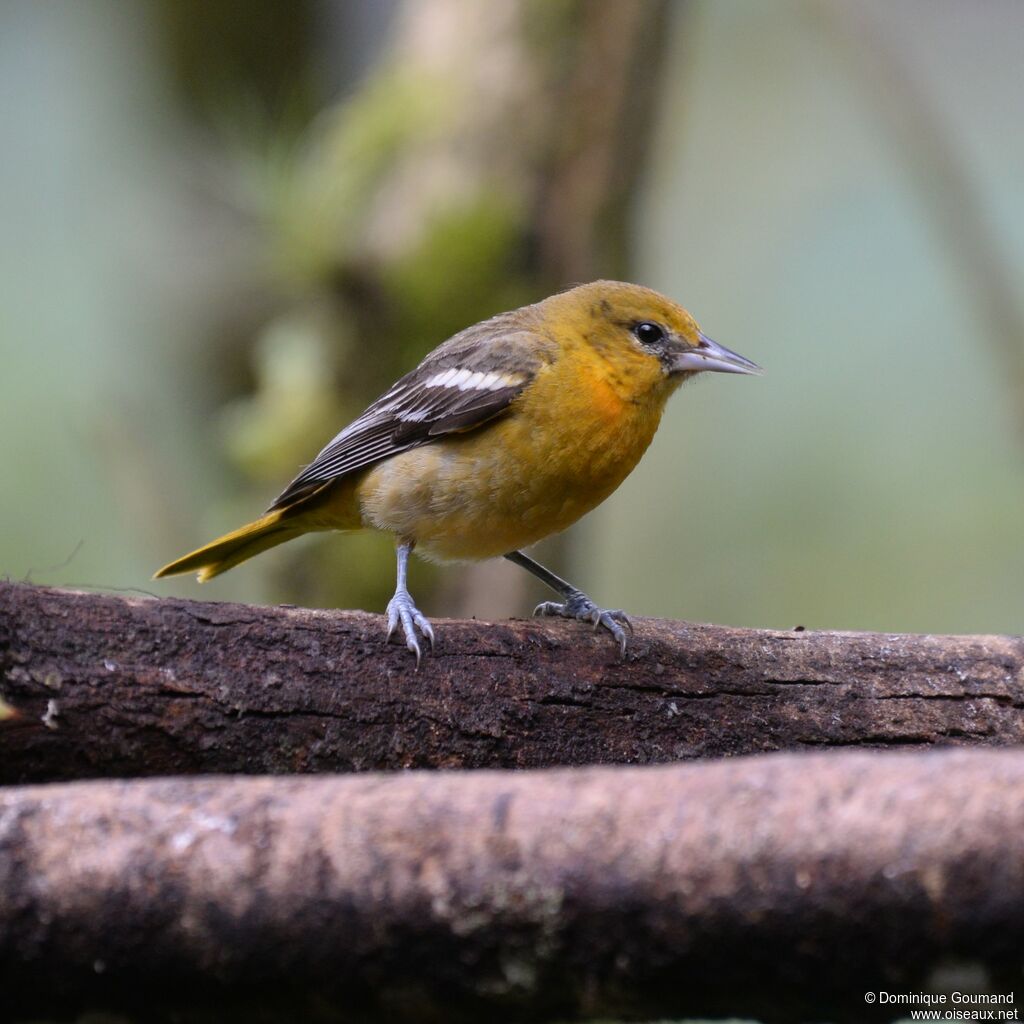 Baltimore Oriole female adult