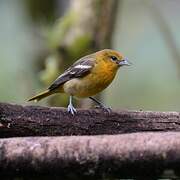 Baltimore Oriole