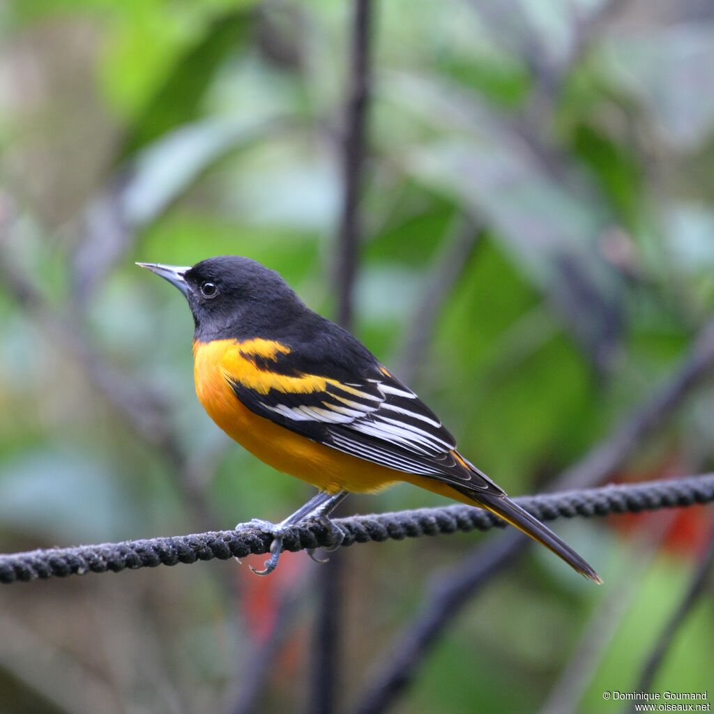 Baltimore Oriole male adult