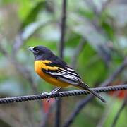 Baltimore Oriole