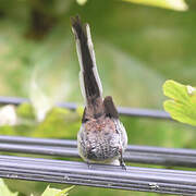 Orite à longue queue