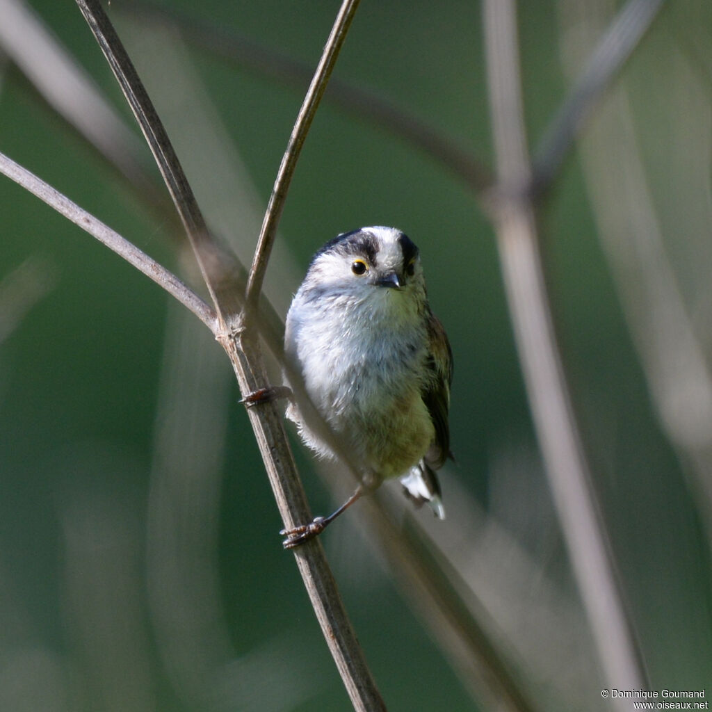 Long-tailed Titadult