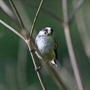 Long-tailed Tit