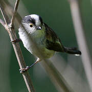 Long-tailed Tit