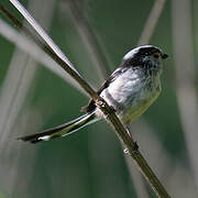 Long-tailed Tit