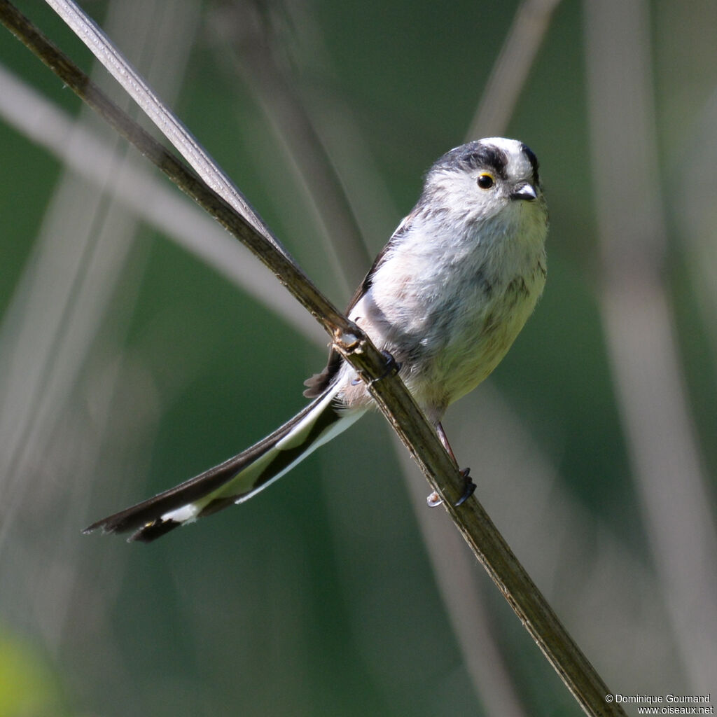 Long-tailed Titadult