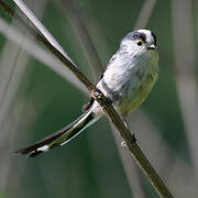 Long-tailed Tit