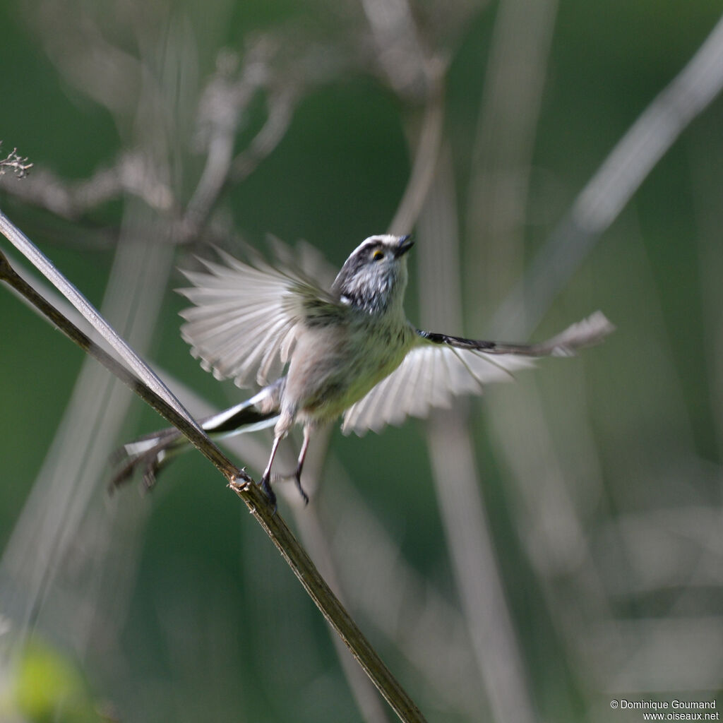 Long-tailed Titadult