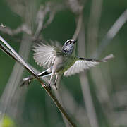 Long-tailed Tit