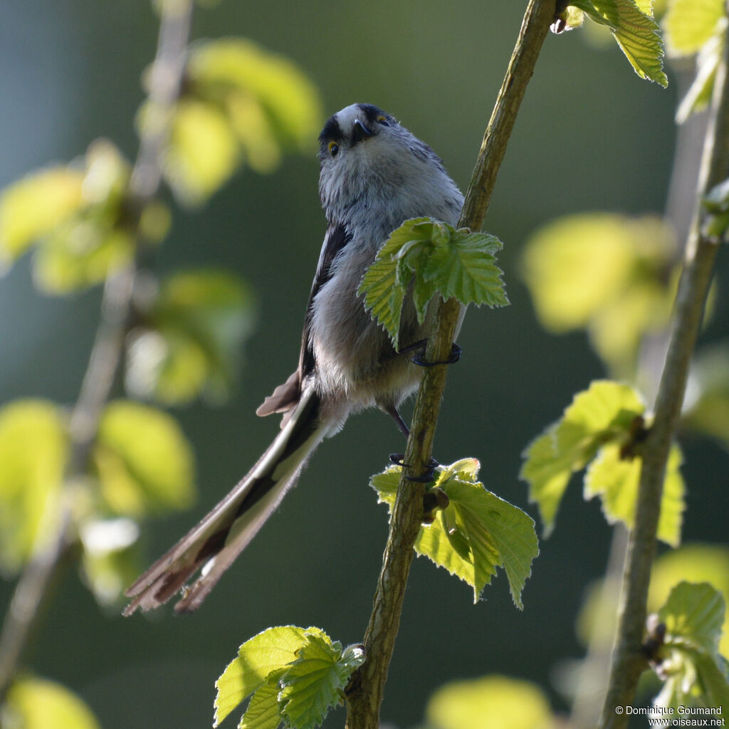 Long-tailed Titadult