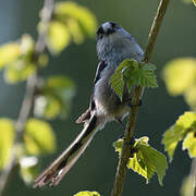 Long-tailed Tit