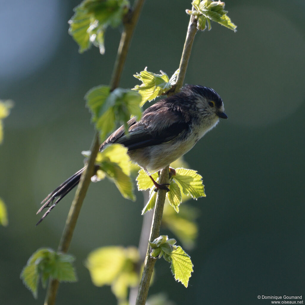 Long-tailed Titadult