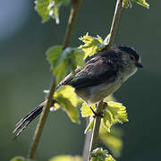 Long-tailed Tit