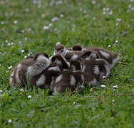 Egyptian Goose