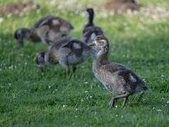 Egyptian Goose