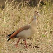 Egyptian Goose