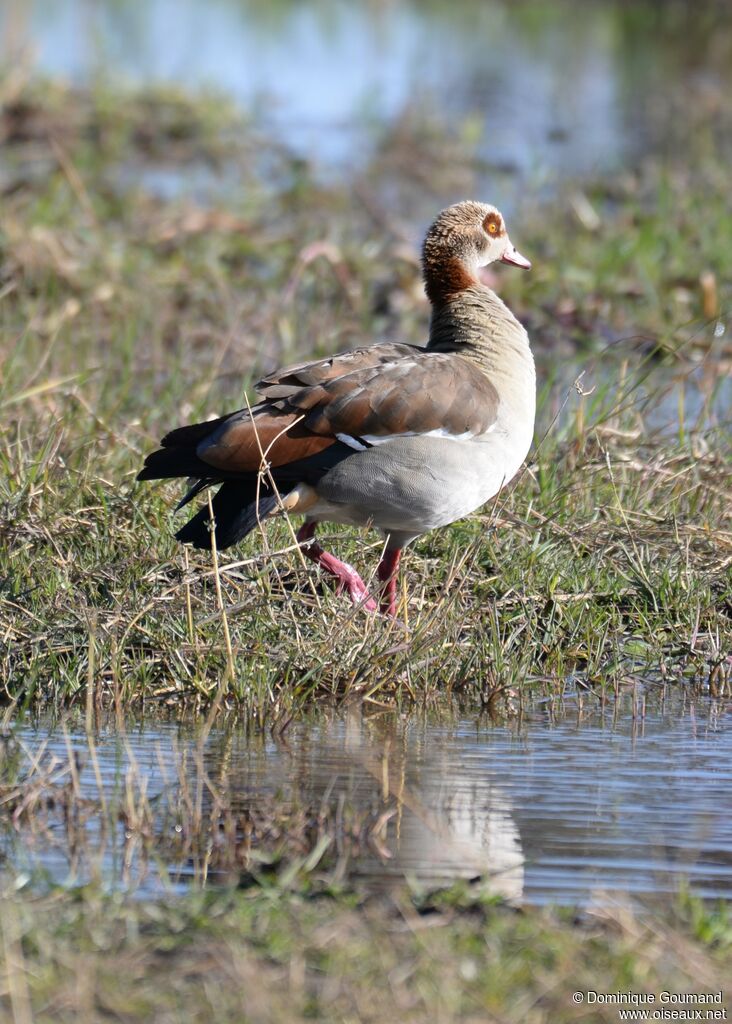 Egyptian Goose