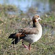 Egyptian Goose