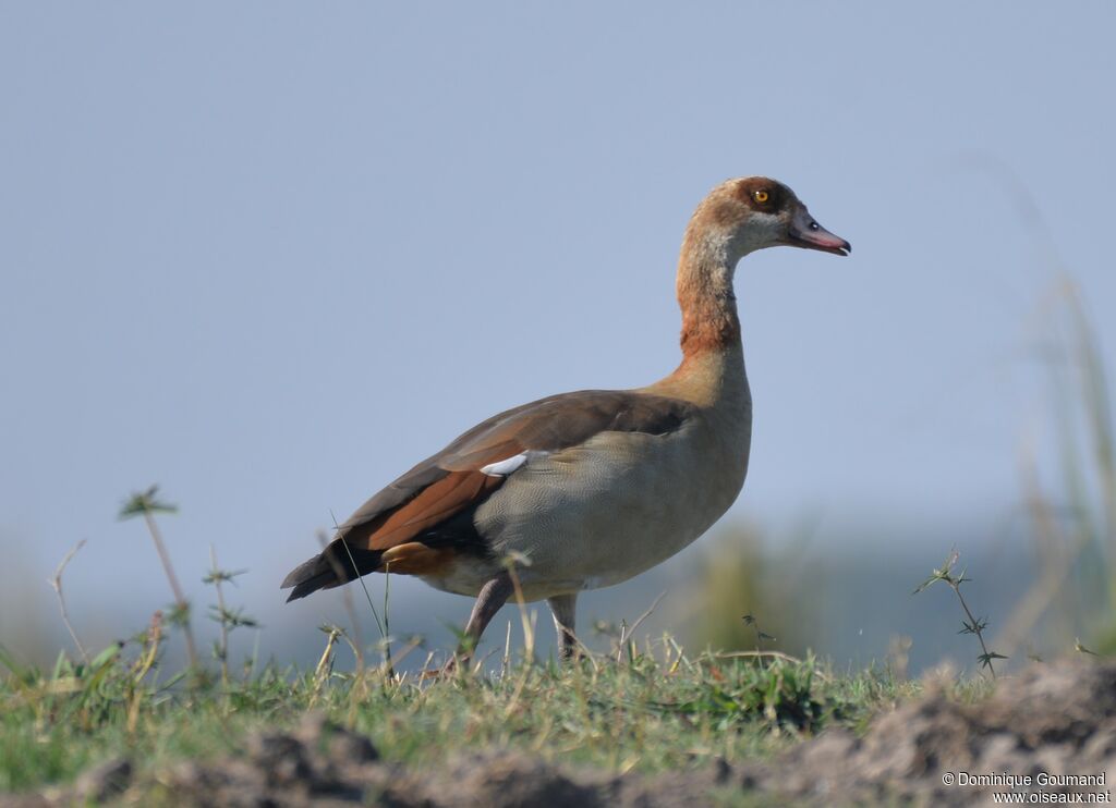 Egyptian Goose