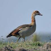 Egyptian Goose