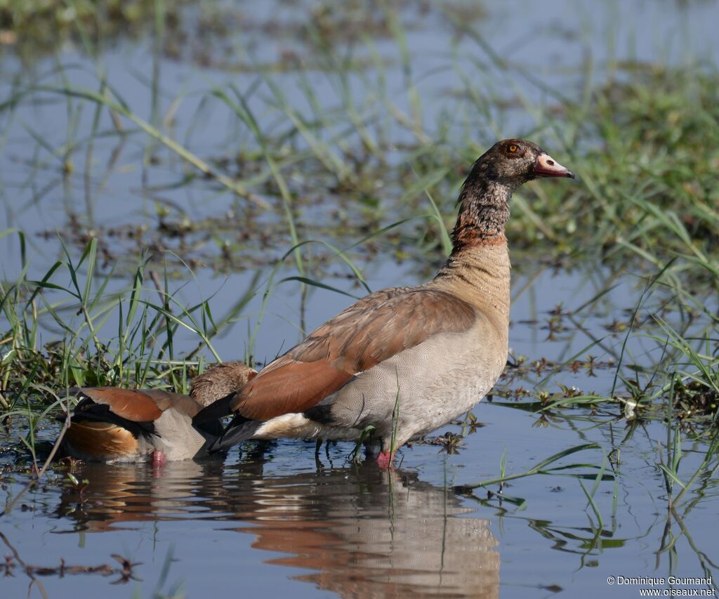 Egyptian Goose