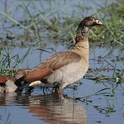 Egyptian Goose