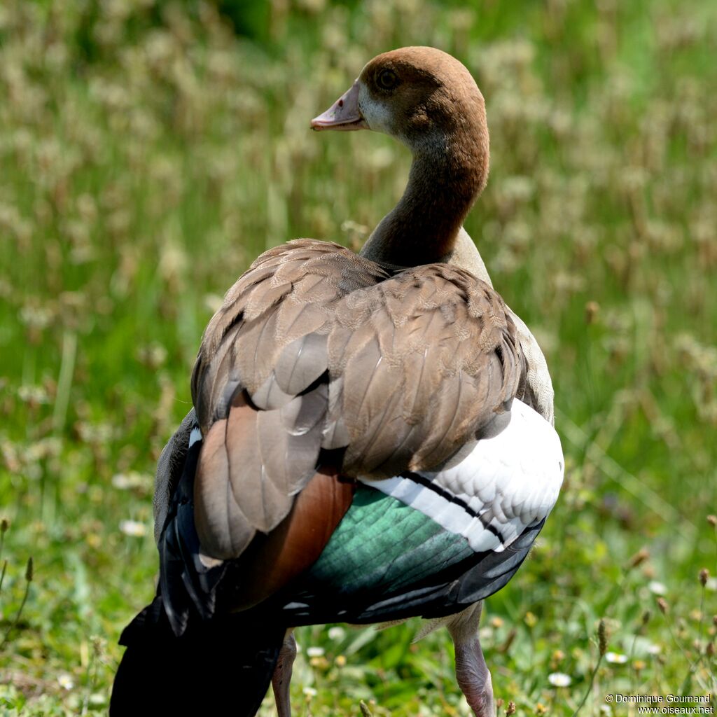 Egyptian Goosejuvenile