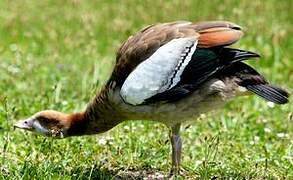 Egyptian Goose