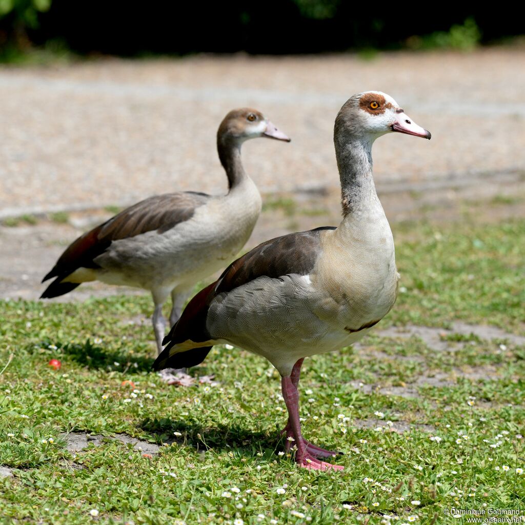 Egyptian Goose