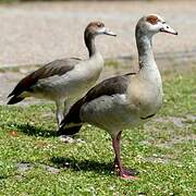 Egyptian Goose