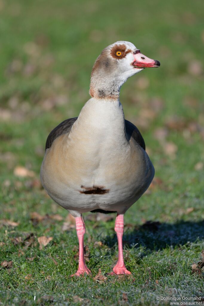 Egyptian Gooseadult