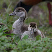 Egyptian Goose