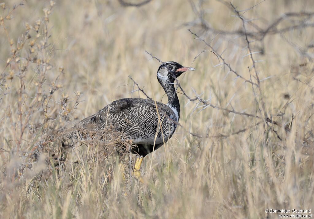 Northern Black Korhaan male