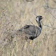 Northern Black Korhaan