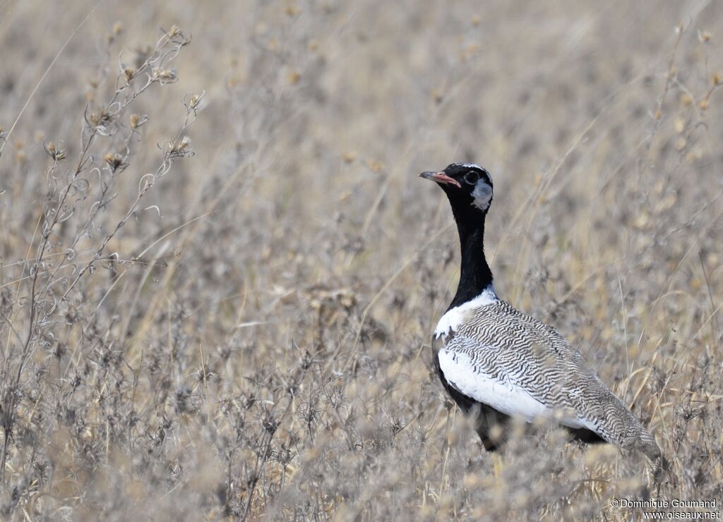 Northern Black Korhaan male