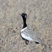 Northern Black Korhaan