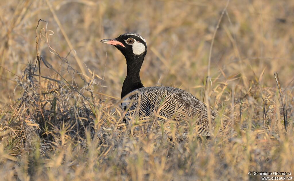 Northern Black Korhaan male