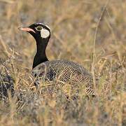 Northern Black Korhaan