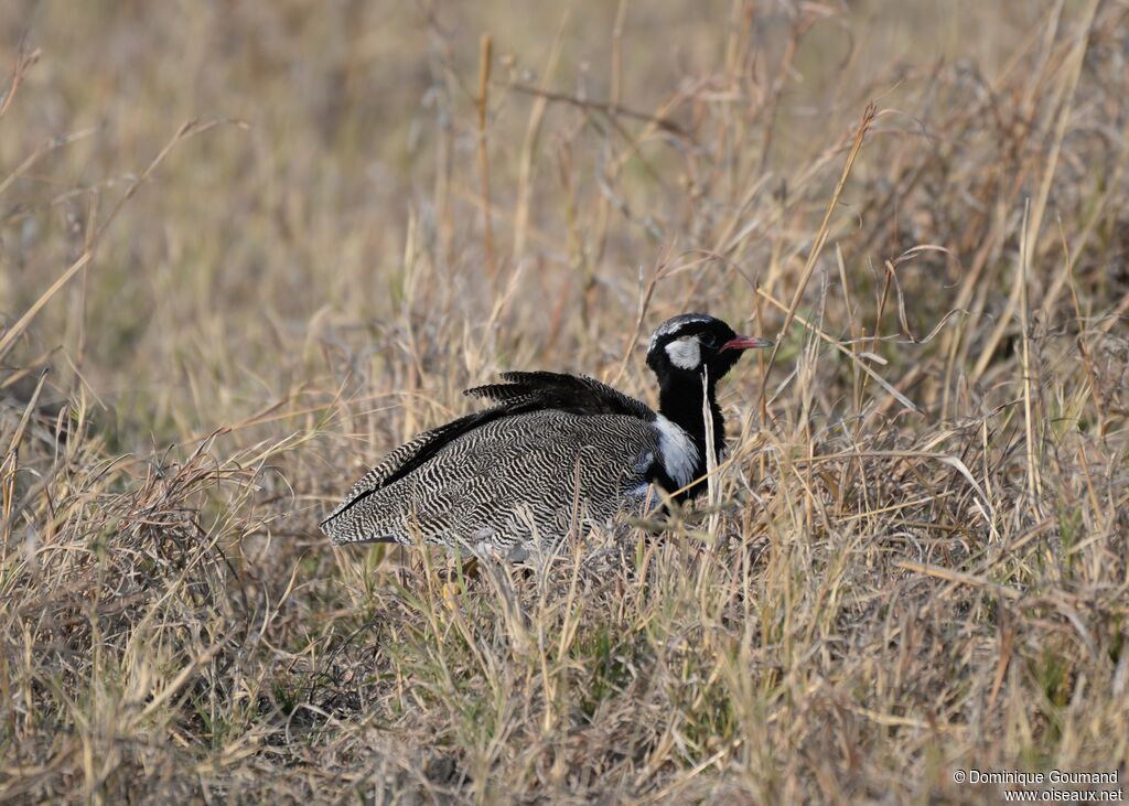 Northern Black Korhaan male adult