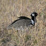 Northern Black Korhaan