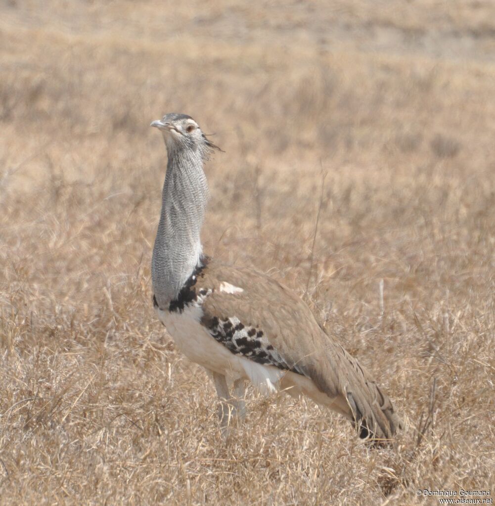 Kori Bustard