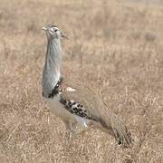 Kori Bustard