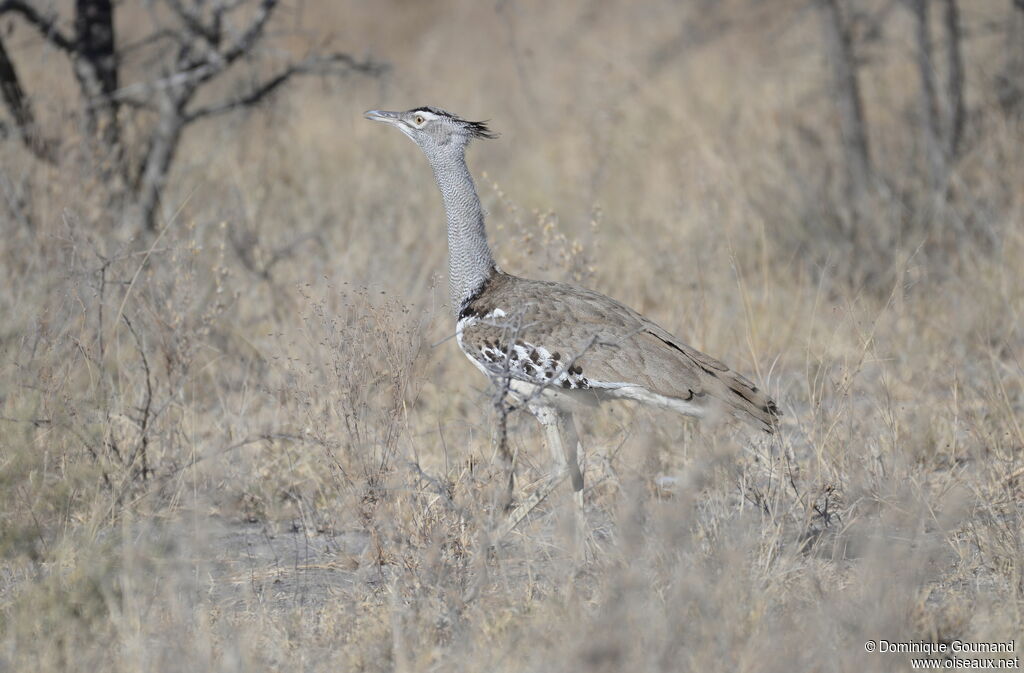 Kori Bustard