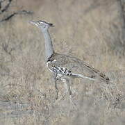 Kori Bustard