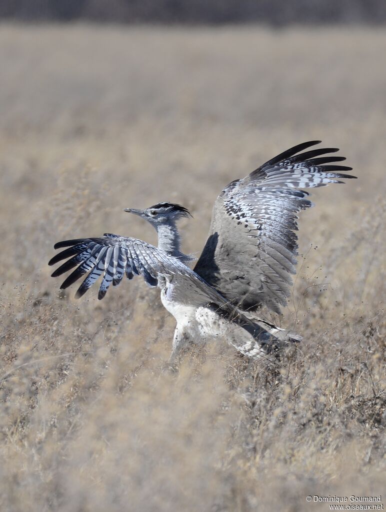 Kori Bustard